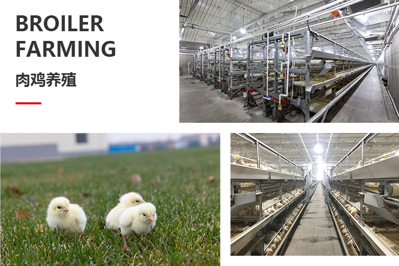 肉鸡养殖.jpg
